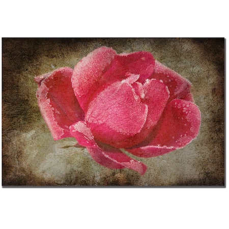 Lois Bryan 'Frosted Rose' Canvas Art,16x24